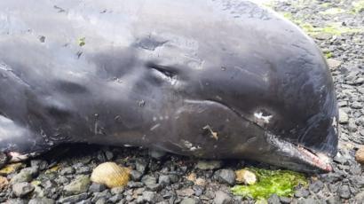 13 dead dolphins Mauritius oil spill