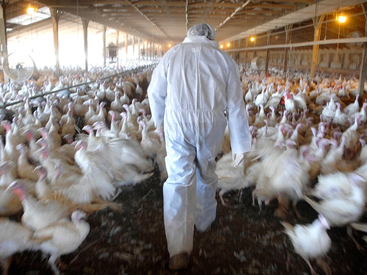 Bird flu: Europe and Asia on alert