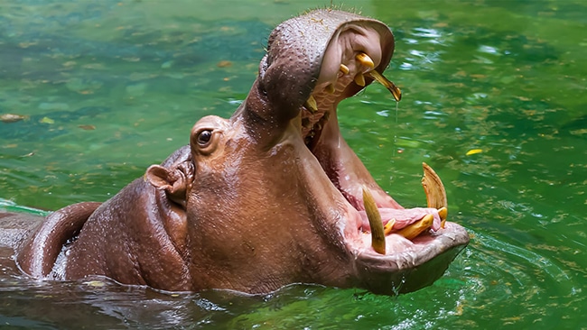 2-year-old survive being swallowed by hippo